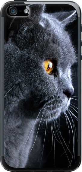Чехол на iPhone 5 Красивый кот "3038u-18-17620"