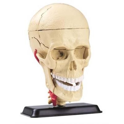 Набір для експериментів EDU-Toys Набір для досліджень Модель черепа с нервами сборная, 9 см (SK010)