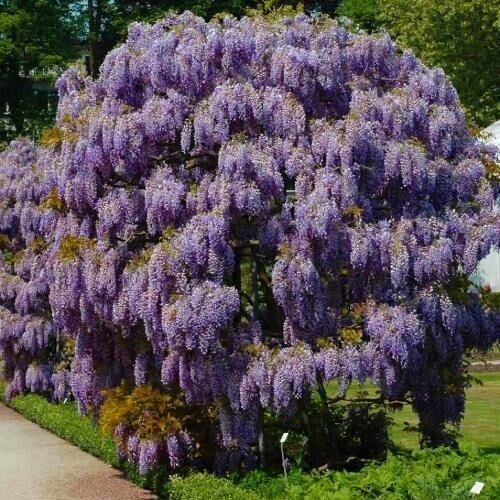 Вистерия (гліцинія) Sinensis (саджанці)