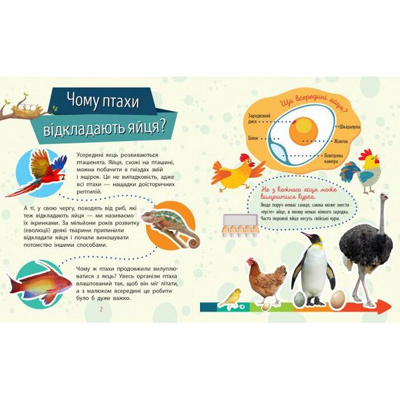 Навчальна книжка Чомусики "Тварини" 875008 запитання та відповіді | Зображення 2