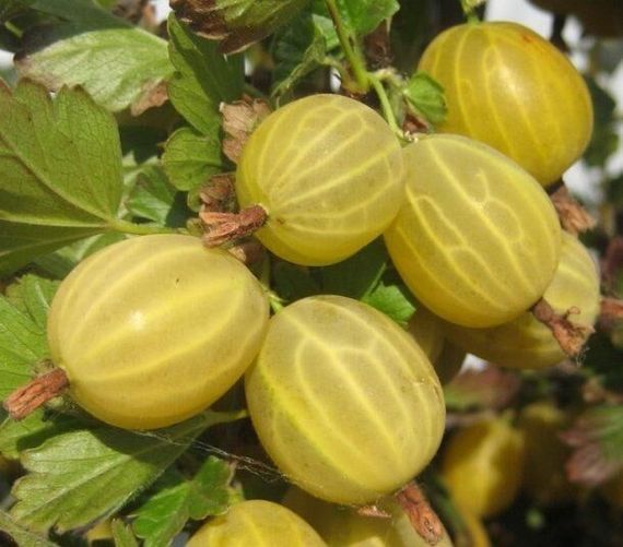 Аґрус Агрус КУРШУ ДЗИНТРАНС