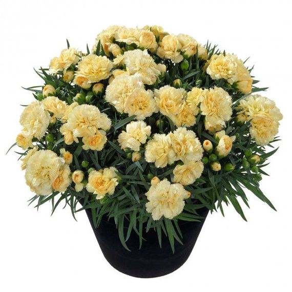 Гвоздика Махрова "Sunflor Citroen" | Зображення 1