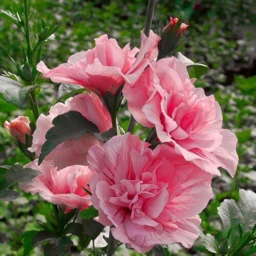 Гібіскус Сірий Pink Chiffon (саджанці) | Зображення 1