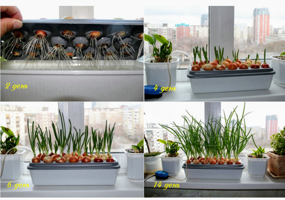 Чудо рост.Установка для выращивания лука в домашних условиях | Зображення 3