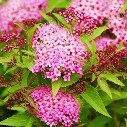 Спирея Genpei (саджанці)