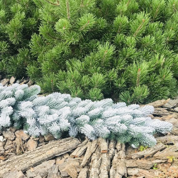 Гірлянда хвойна Lux лита 2 м засніжена | Зображення 1