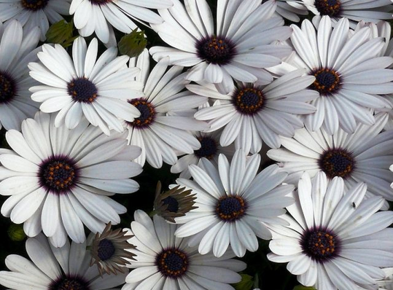 Насіння Диморфотека Блиск зірки 0,2 г (Насіння країни) | Зображення 2