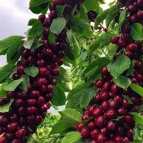 Черешня колоноподібна "Ревна"