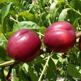 Нектарин Ванг 8 (середній)