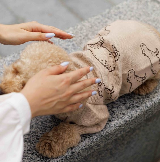 Светр в'язаний Капібари беж Y-332 | Зображення 1