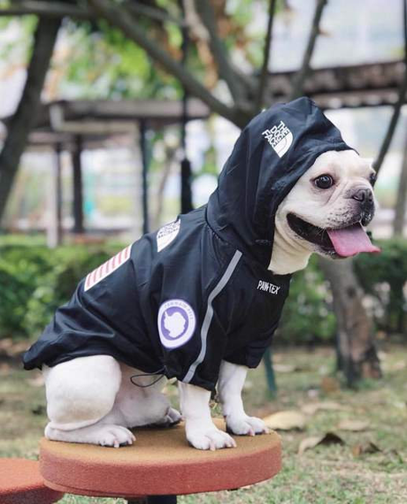 Куртка ветровка з тонкою підкладкою водонепроникна the dog face для собак чорна S розмір | Зображення 2