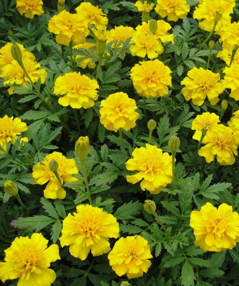 Насіння Чорнобривці лимонна крапля 0,5 г | Зображення 1