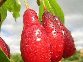 Кизил "Елегантний"