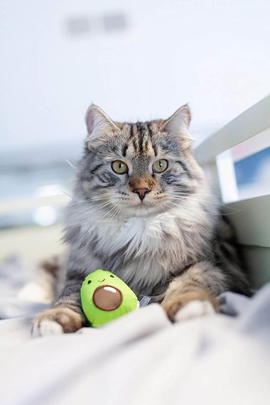Іграшка для котів OutwardHound Petstages Lil' Avocato | Зображення 2
