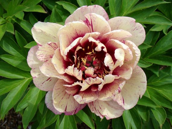 Півонія Олл Зет Джаз (Paeonia All That Jazz) кореневище