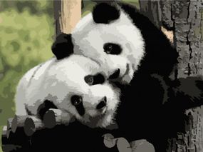 Картина по номерам. Art Craft "Панди Інь-Янь" 40х50 см 11606-AC