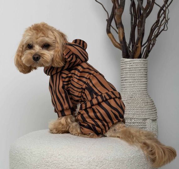 Костюм кишеня зебра D-201 | Зображення 1