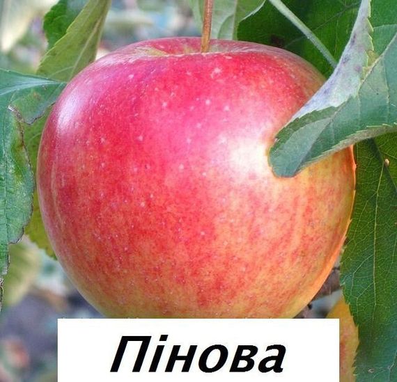 Яблуня Пінова