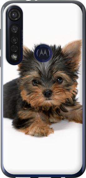 Чехол на Motorola G8 Plus Щенок йоркширского терьера "931u-1837-17620"