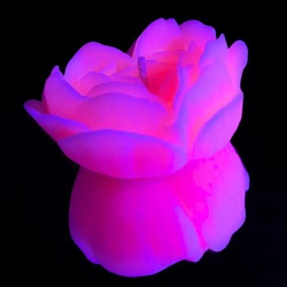 Свічка троянда люмінесцентна GlowKink 62 г, низькотемпературна, L, для БДСМ, персикова Sex Aura | Зображення 3