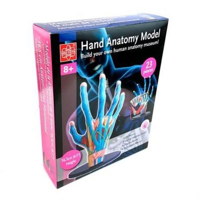 Набір для експериментів EDU-Toys Модель руки збірна, 16,5 см (SK058) | Зображення 2