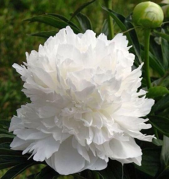 Півонія трав'яниста "White" (кореневище)