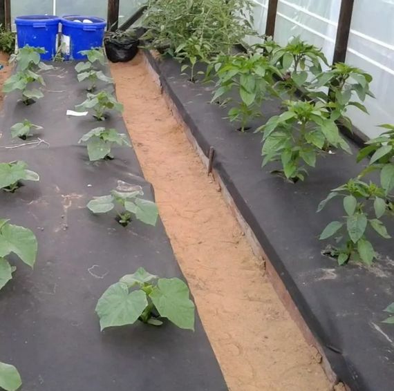 Агроволокно Shadow 50 г/м² 1,07 x 10 м АВБП000246 | Зображення 2