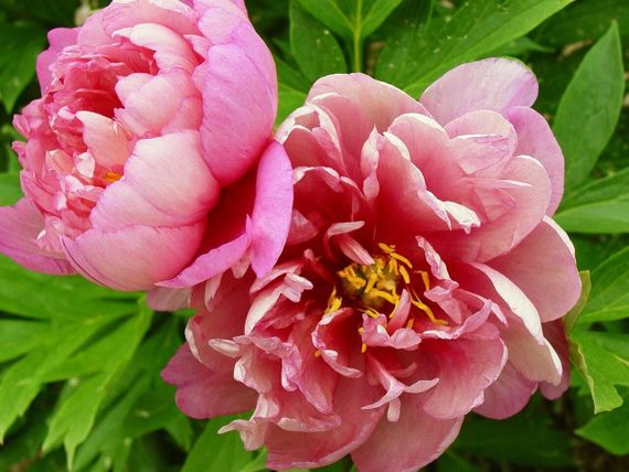 Півонія Данс дю Фе (Paeonia Danse du Feu) кореневище | Зображення 1