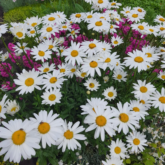 Насіння Ромашка 0,2 г (Насіння країни) | Зображення 1