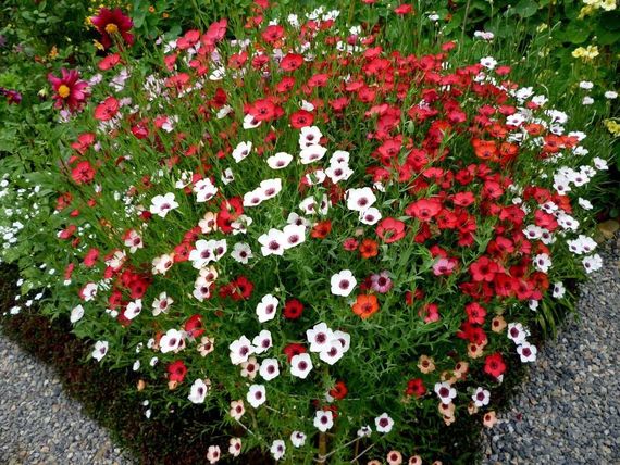 Насіння квітів Льон червоний ( Насіння країни ) 1 г | Зображення 1