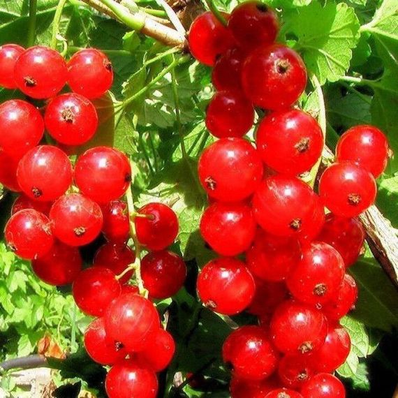 Порічка червона Дарниця