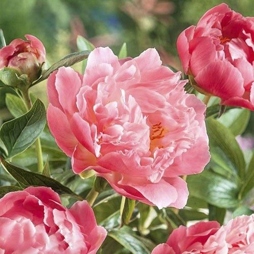 Півонія Pink Hawaiian Coral (кореневища) | Зображення 2