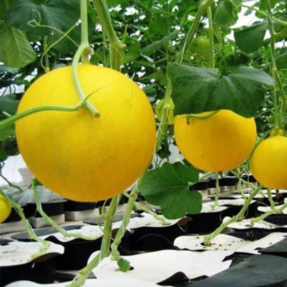 Насіння дині Золотиста 1 г (Насіння країни) | Зображення 1