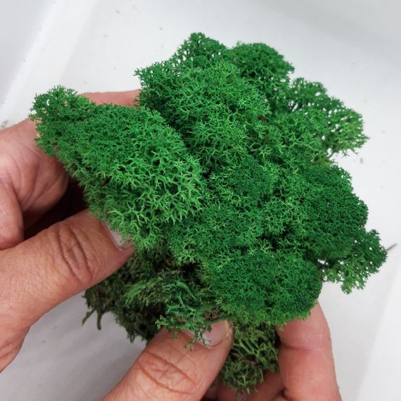Очищенный стабилизированный мох ягель Nordic moss Зеленый травяной темный 1 кг | Зображення 1