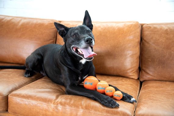 Набір іграшок для собак Outward Hound Squeaker Ballz Squeaky Tennis Balls, 4 см | Зображення 2