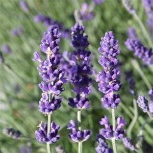 Лаванда Dark Hidcote Blue (сажіанці)