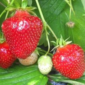 Полуниця Зефір (раня)