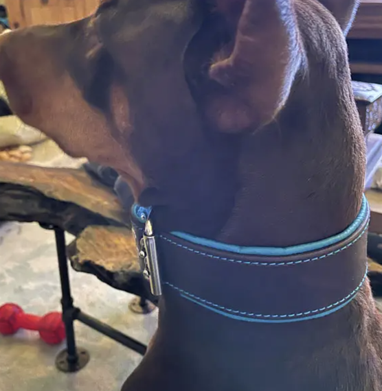 Нашийник шкіряний "Lockdog" для собак brown&blue | Зображення 5