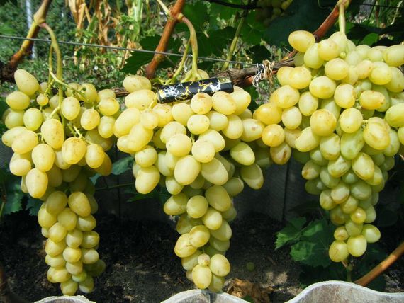 Саджанці винограду Аркадія