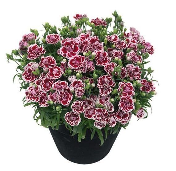 Гвоздика Махрова "Sunflor Red Esta"