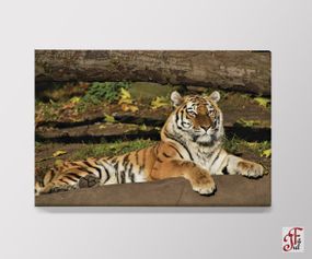 Друкована картина  Тигр 60х40 см