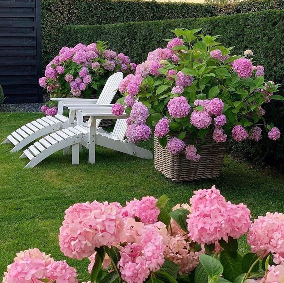 Добриво-підкислювач Майстер Флорколор 25 г | Зображення 2