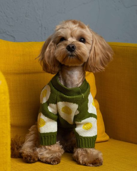 Светр в'язаний яєчня зелений Y-346 | Зображення 1