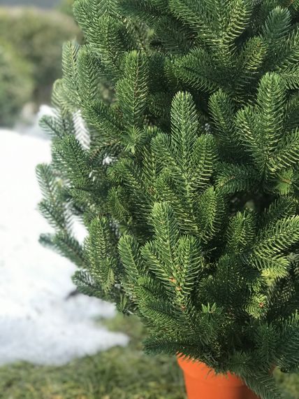 Ялинка Traditional лита в горщику 90 см зелена новинка | Зображення 5
