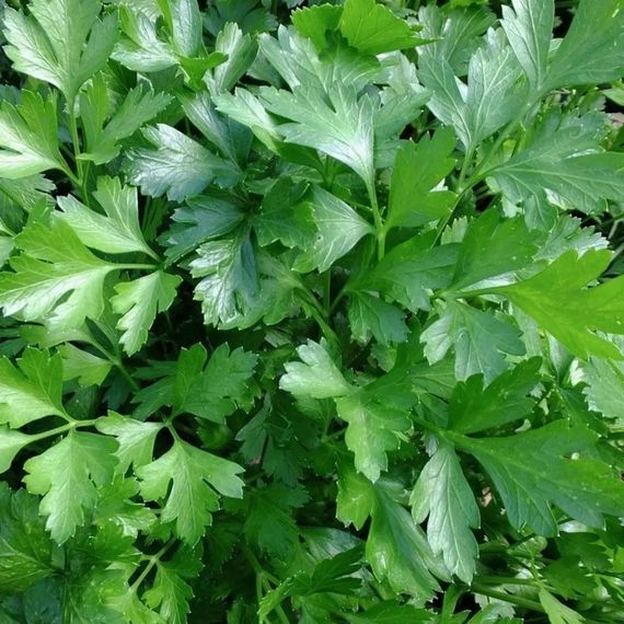 Насіння петрушки листкової 0,5 кг | Зображення 1