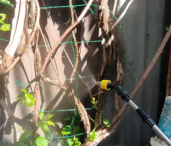 Портативний акумуляторний обприскувач для рослин / садовий обприскувач зі шлангом AND LY-1014 | Зображення 2