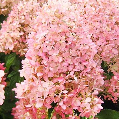 Гортензія Magical Sweet Summer (саджанці)