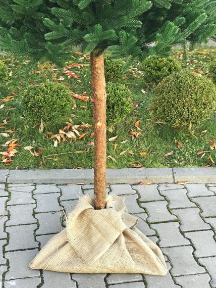 Искусственная литая ёлка Traditional зелёная 220 см с натуральным деревянным стволом | Зображення 3