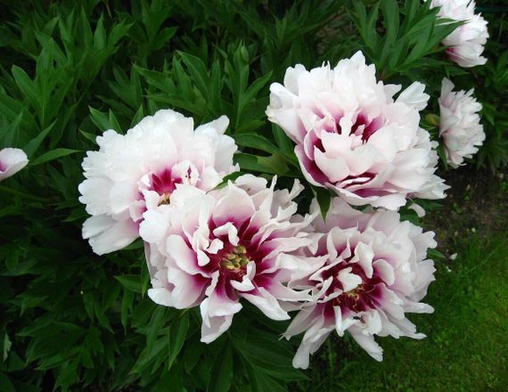 Півонія Кора Луїза (Paeonia Cora Louise) кореневище | Зображення 2