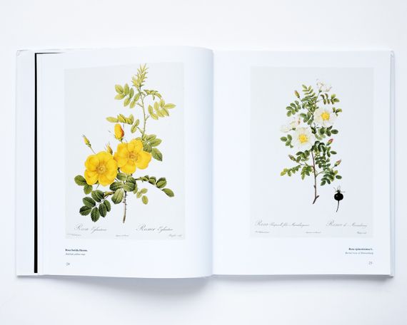Великі художники П'єр-Жозеф Редуте. Redoute the bible of rose мистецтво живопис книги для художників | Зображення 2